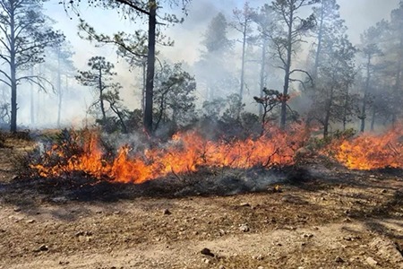 Incendios forestales en Chihuahua afectan mas de 61 mil hectareas
