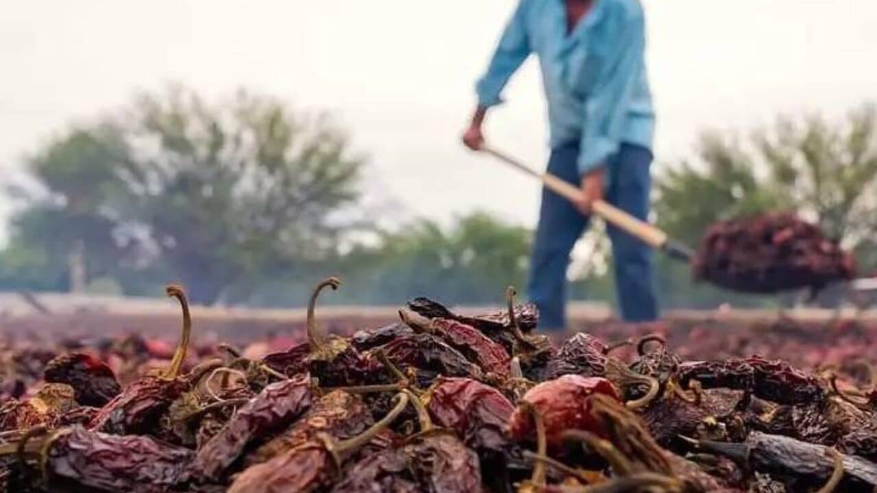 Festival del Chipotle en Camargo Chihuahua conoce su programa 1280x720